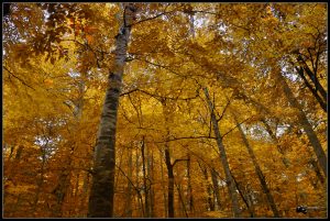 Bolu Yedigöller Doğal Cennet