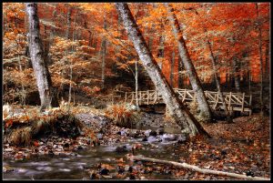 Yedigöller Yaprak Dökümü