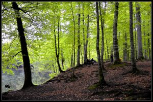 Bolu Yedigöller Doğal Cennet